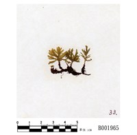 藏品(臺灣孔雀苔)的圖片